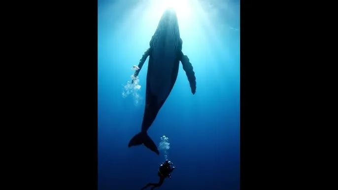 家教的高级课程 - 深蓝星球：探索海洋深处的未知世界
